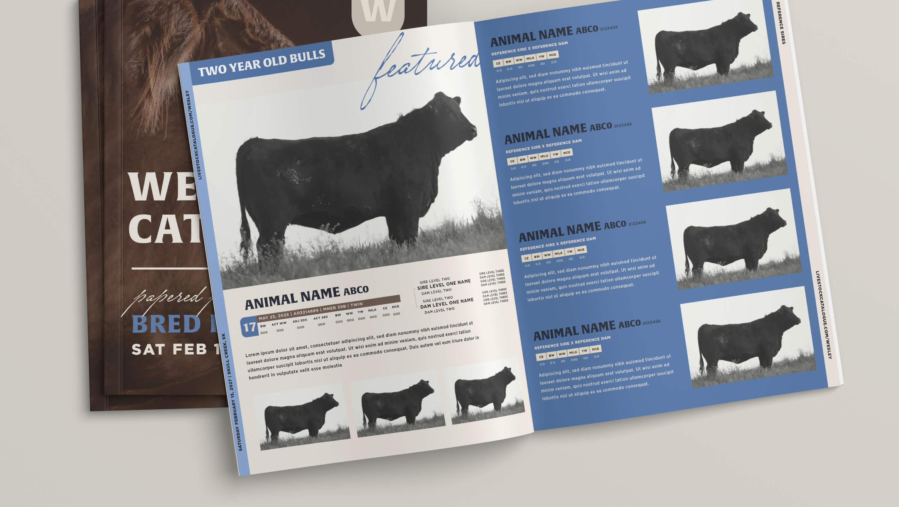 Open catalog pages featuring images and details of black bulls under the header Two Year Old Bulls with animal names, data tables, and placeholders for descriptive text.