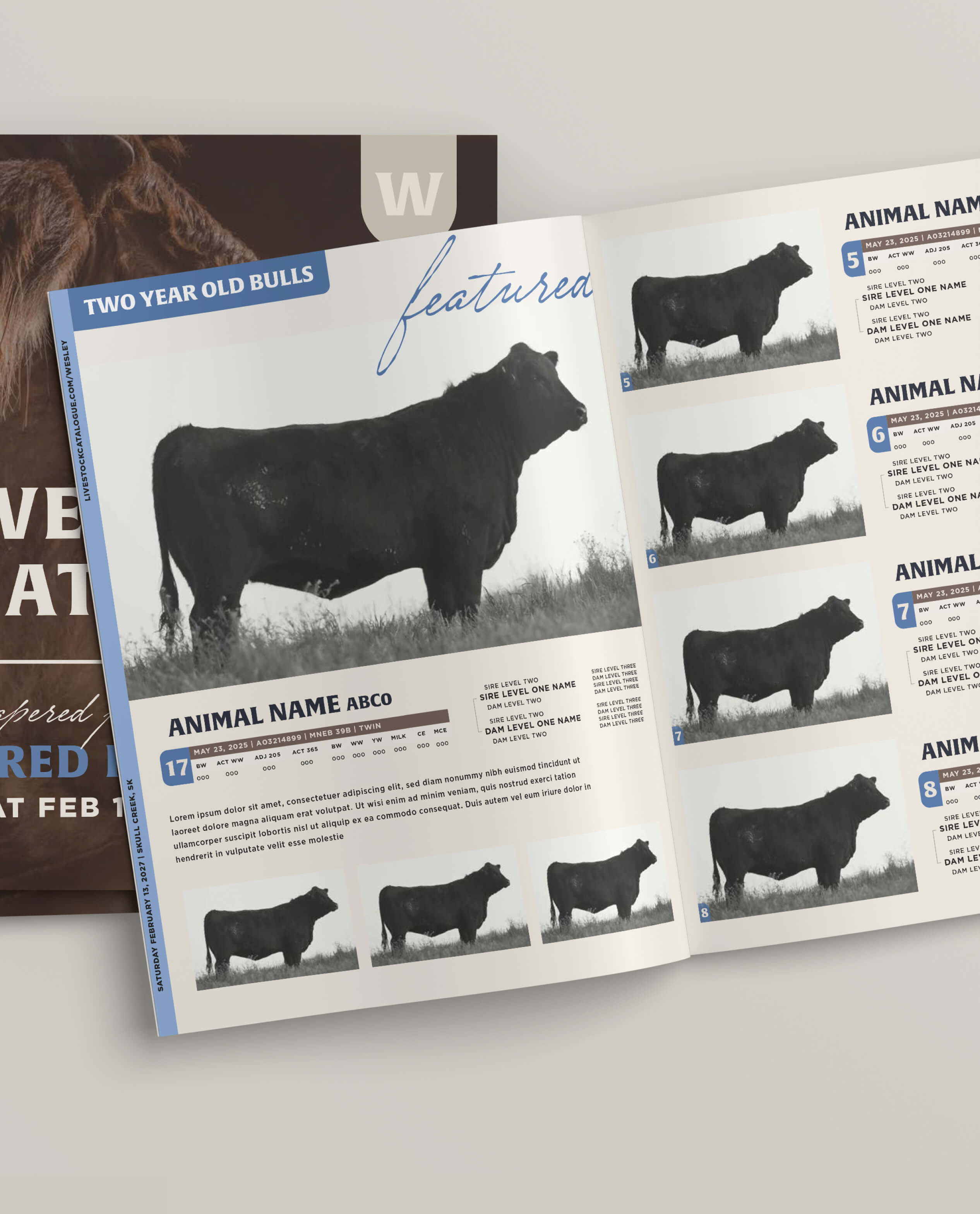 Open catalog spread showing black bulls for sale. Left page features a large black bull in grass labeled 'Animal Name ABCo' with descriptive details, numbers, and placeholder text below. Smaller images of the same bull appear along the bottom. Right page shows four smaller black bulls labeled with numbers 5 through 8, each accompanied by sire and dam information and dates.
