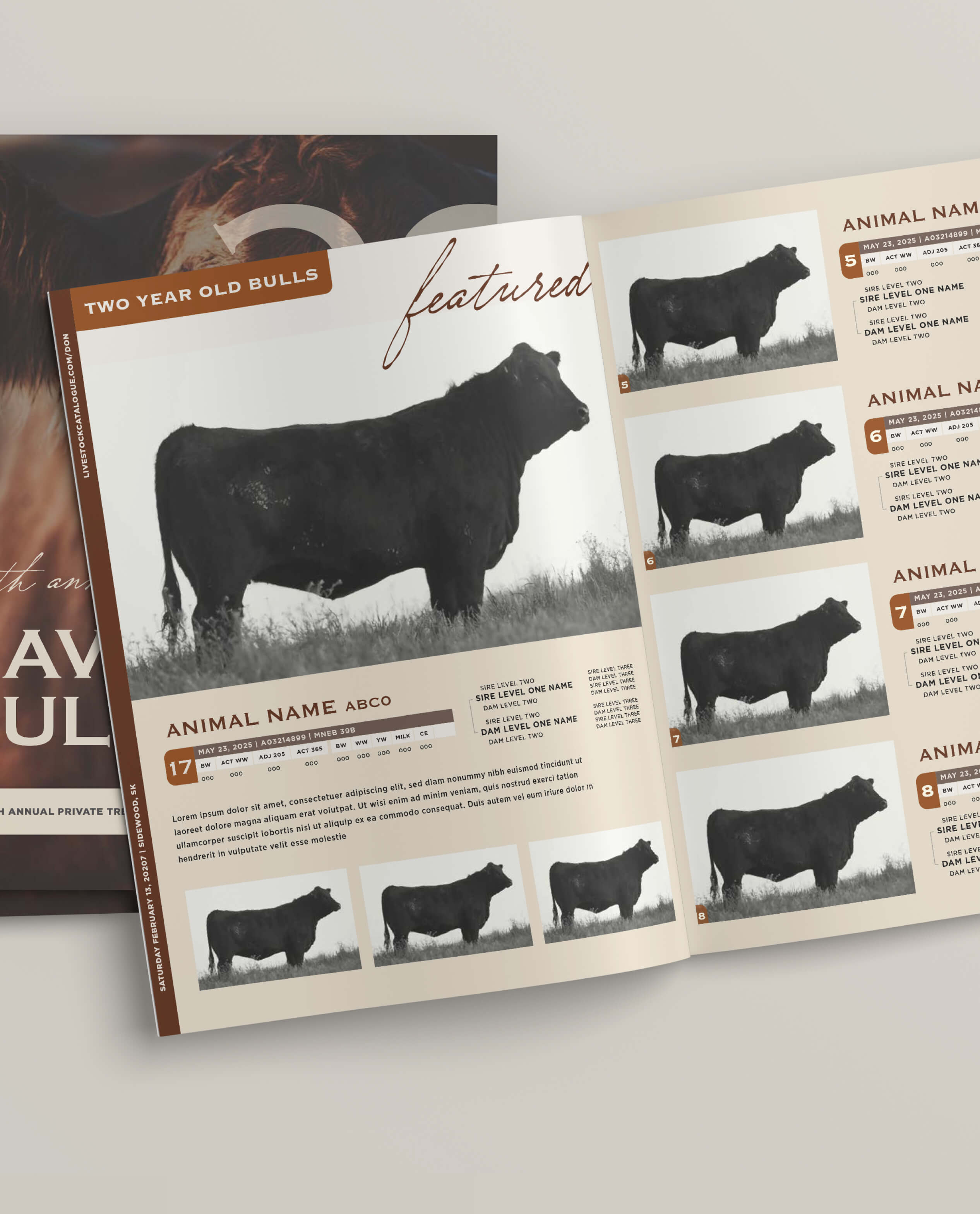 Open catalog spread showing black two-year-old bulls with profile photos and detailed animal information including name placeholder 'ABCO', birth date, identification numbers, and sire and dam lineage levels.