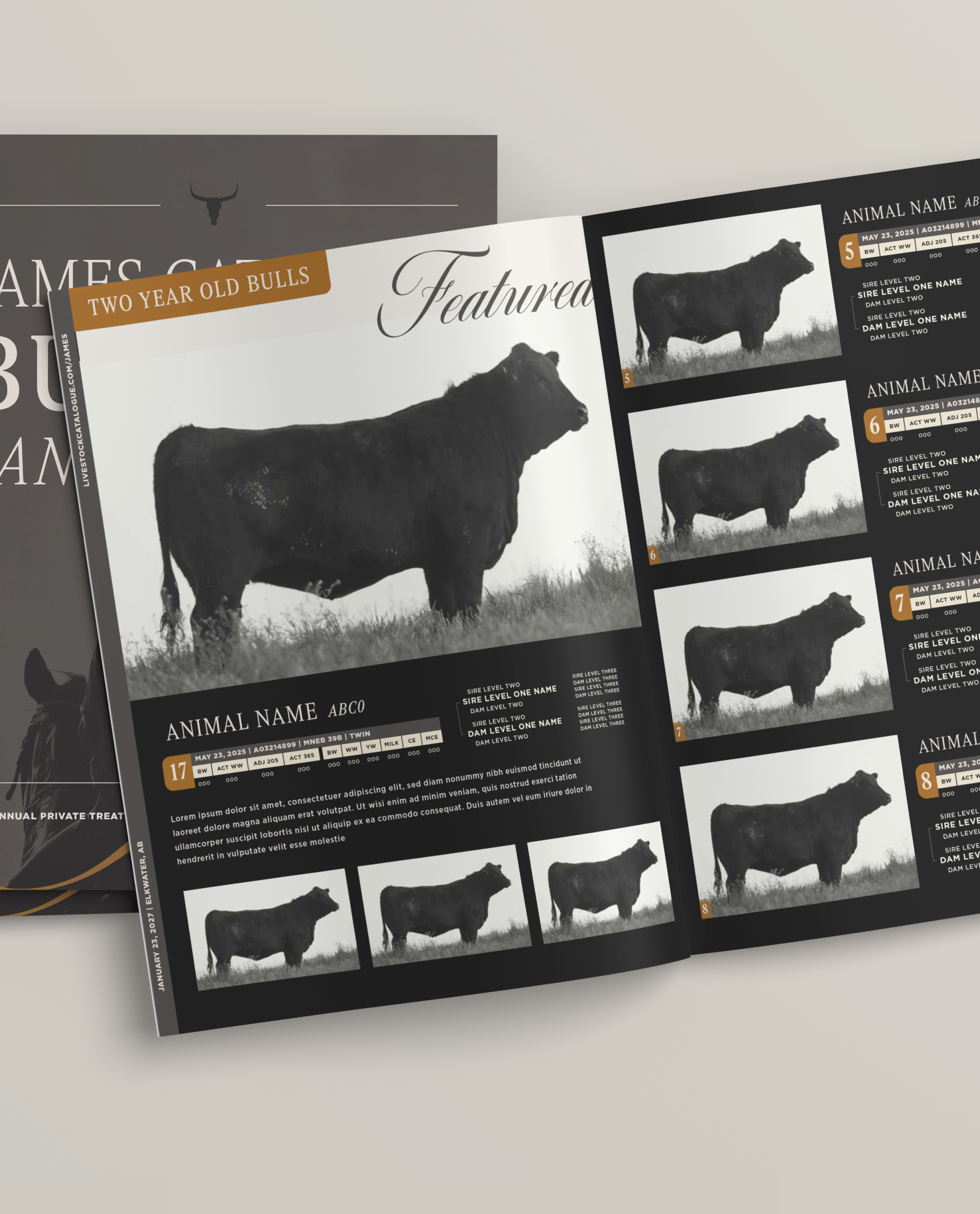 Open catalog pages featuring black bulls labeled as two year old bulls, with full side profile photos and detailed information about each animal including identification numbers and parentage.
