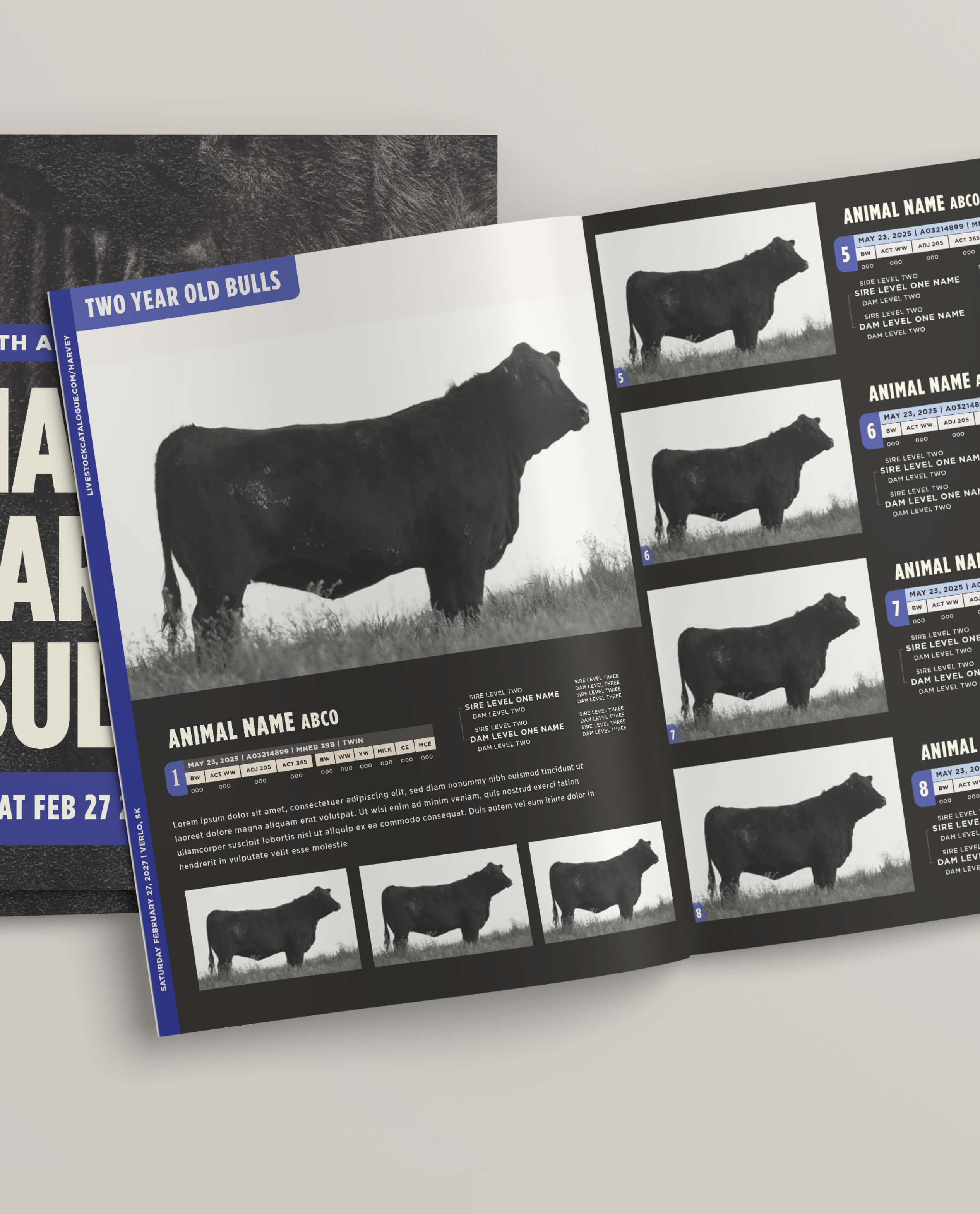 Open livestock catalogue pages featuring black-and-white profile photos of two-year-old bulls, each accompanied by an animal name placeholder, identification numbers, and pedigree information, displayed in numbered sections.