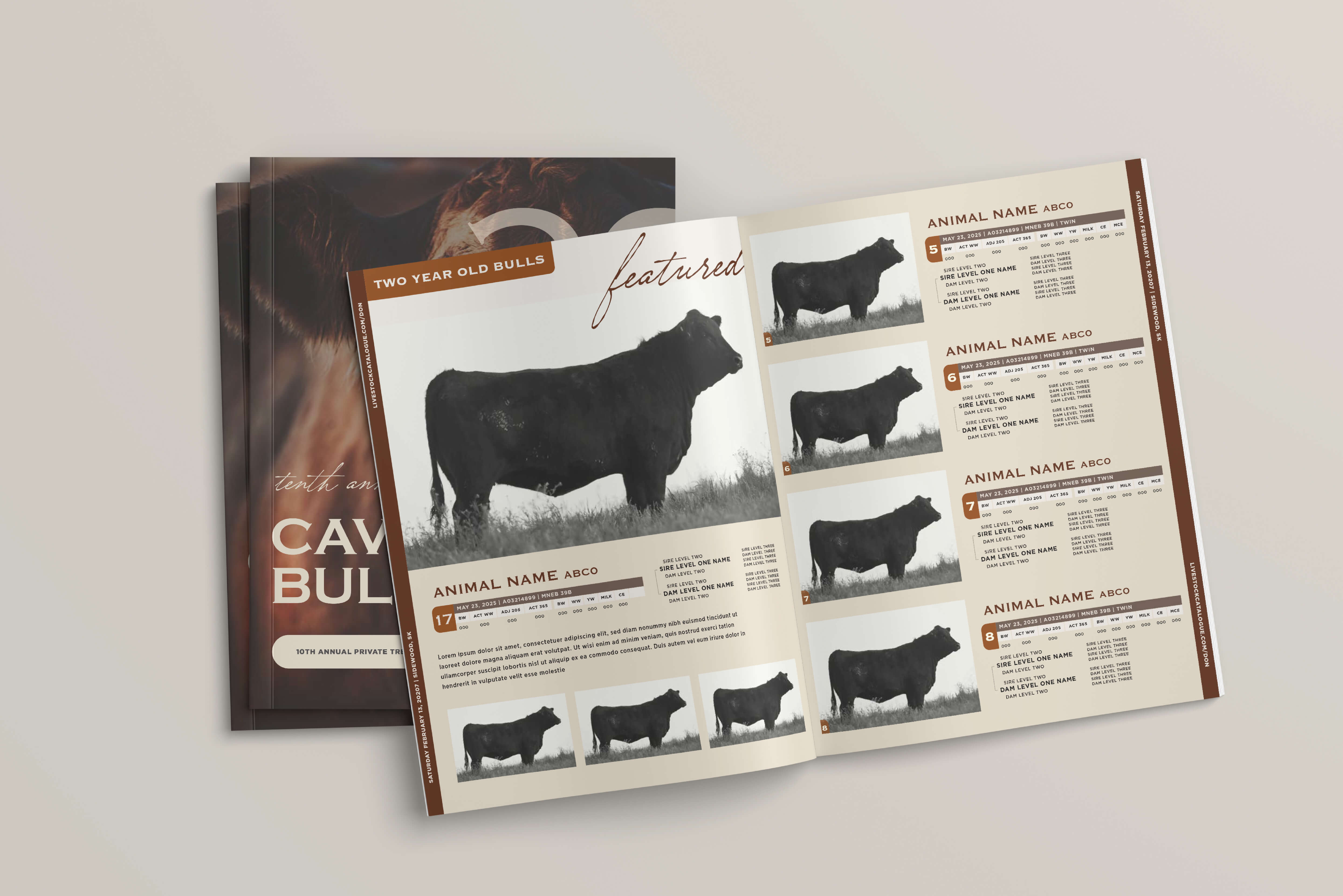 Open livestock catalog spread showing black bulls labeled as two year old bulls with images and details including animal names, IDs, and lineage information.