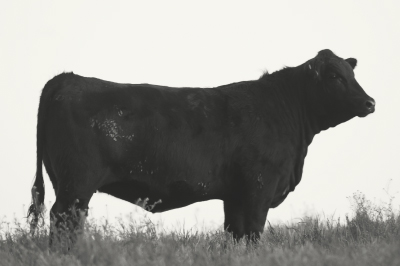 Black bull standing sideways on a grassy field against a pale sky.