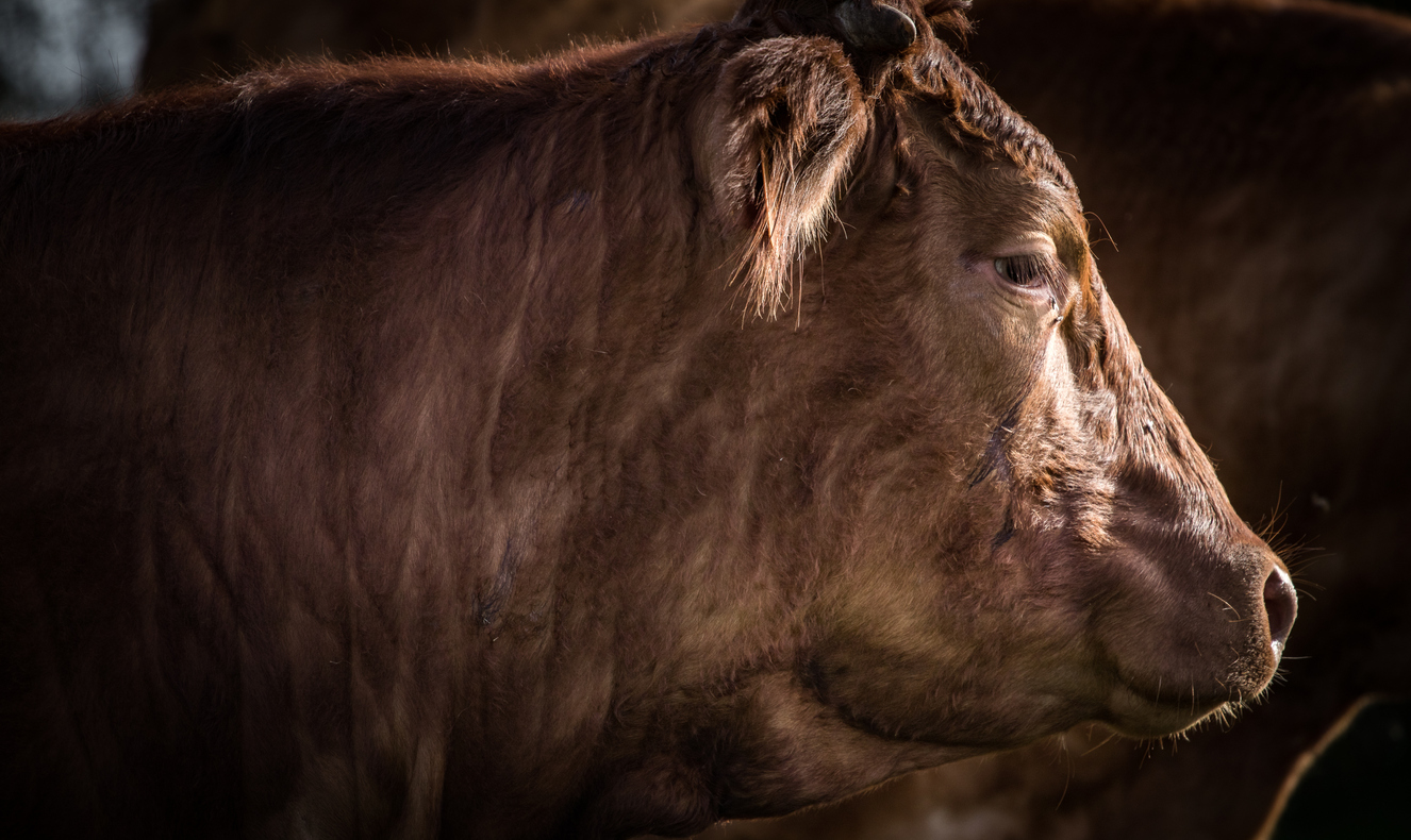 Close-up profile of a brown cow's head and neck against a dark background.