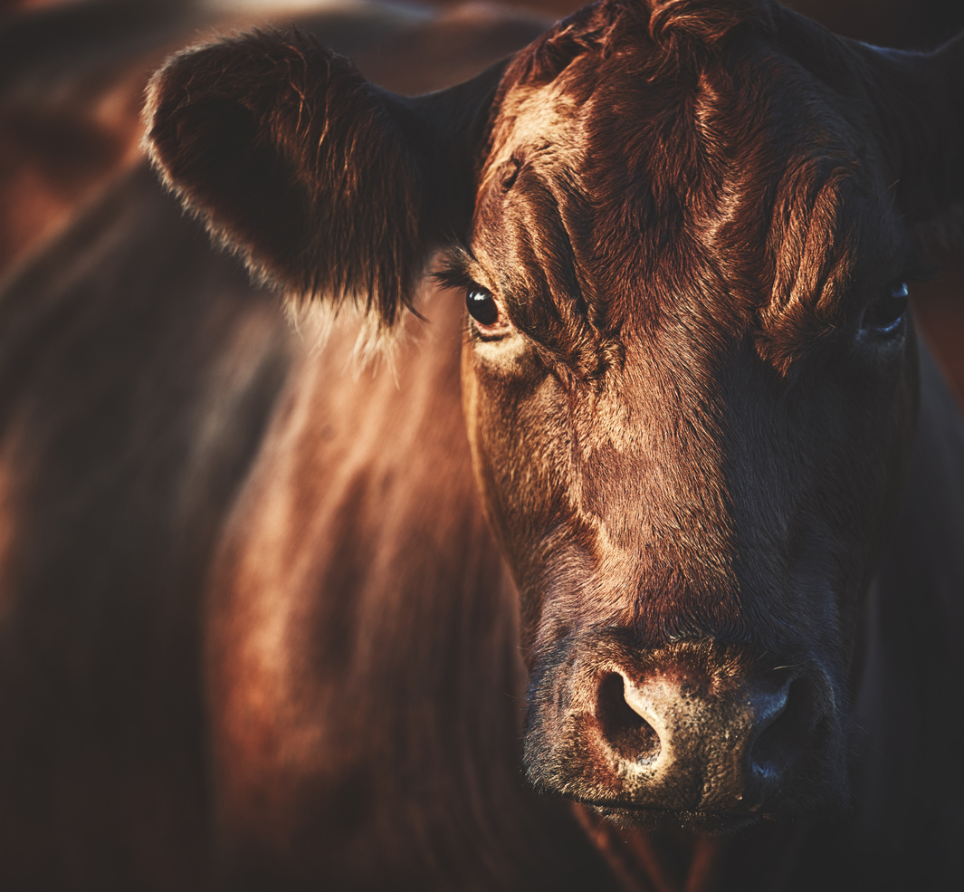 Close-up of a brown cow's face with expressive eyes and textured fur in warm lighting.