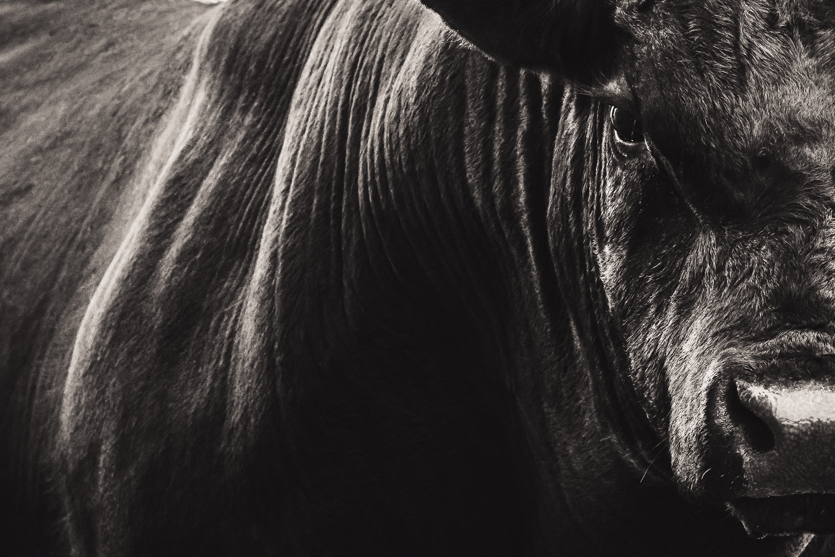 Close-up black and white photo of a bison’s face and upper shoulder, highlighting textured fur and its eye.