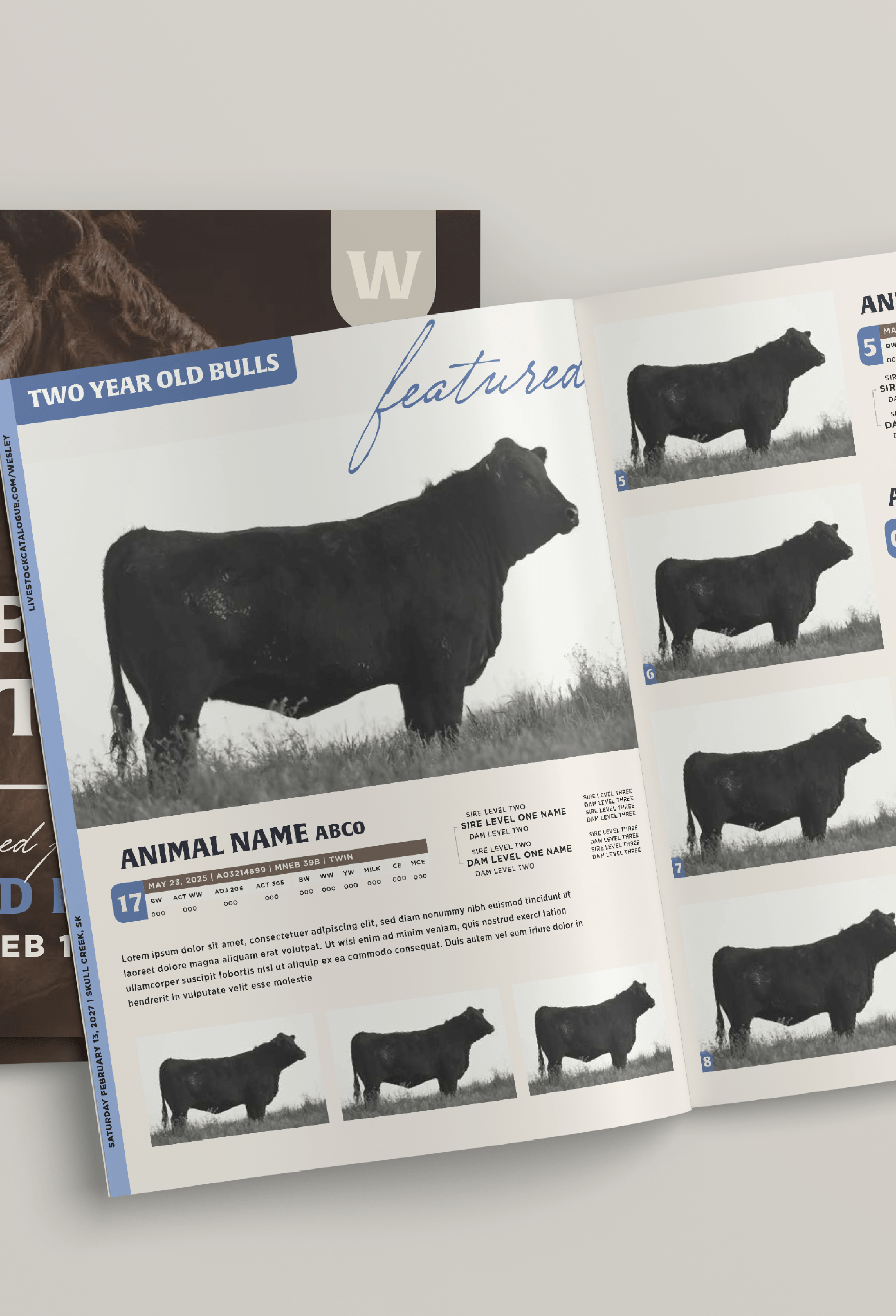 Open magazine spread displaying featured two-year-old black bulls with profile photos of bulls and sample text including animal name ABC0 and breeding levels.
