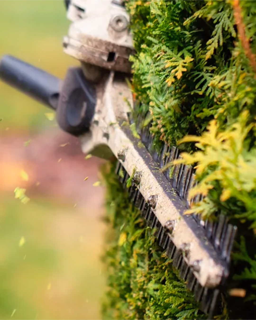 Nahaufnahme einer Heckenschere, die eine grüne Hecke schneidet, mit fliegenden Blättern im Vordergrund.
