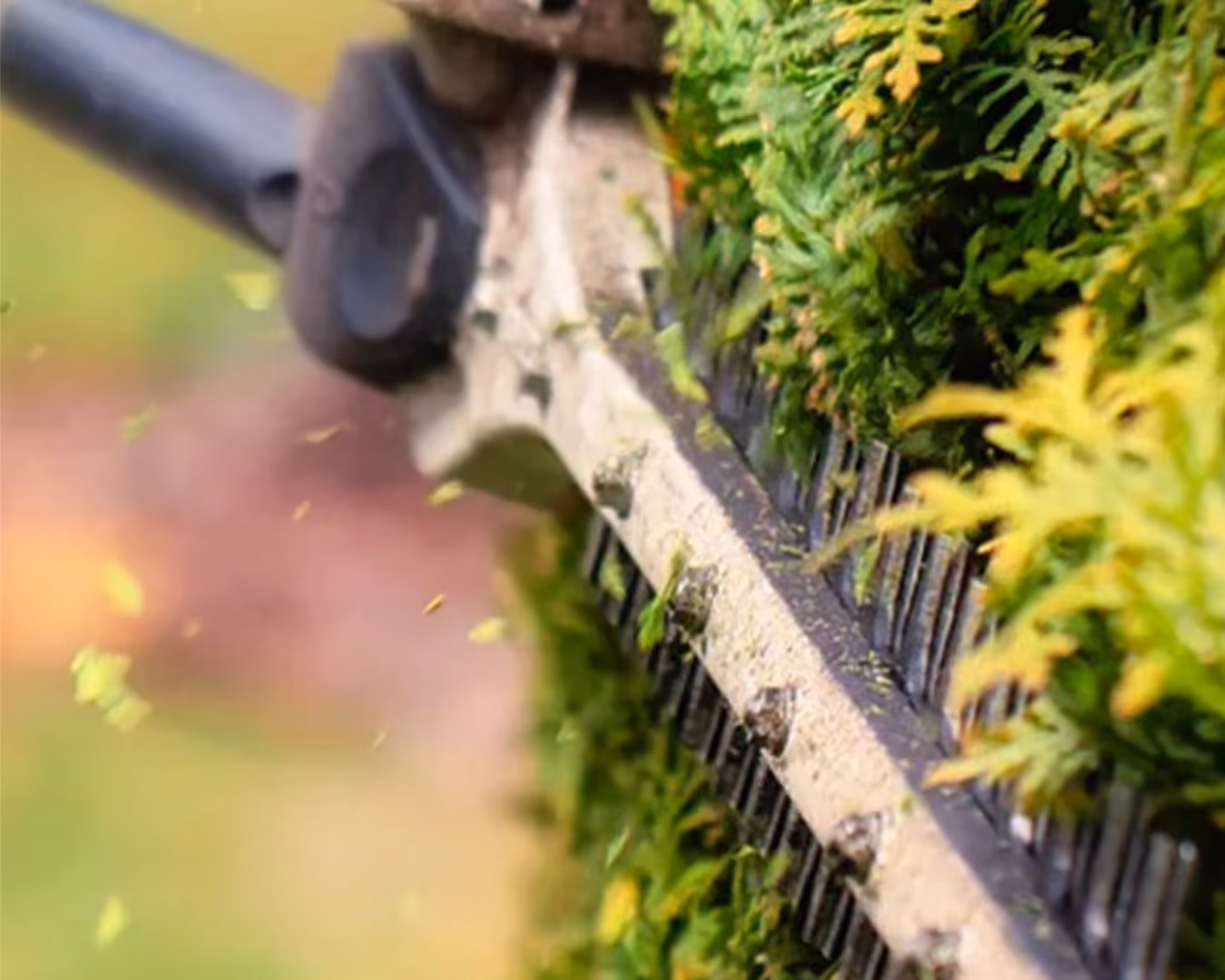 Nahaufnahme eines elektrischen Heckenschneiders beim Schneiden einer grünen Hecke.