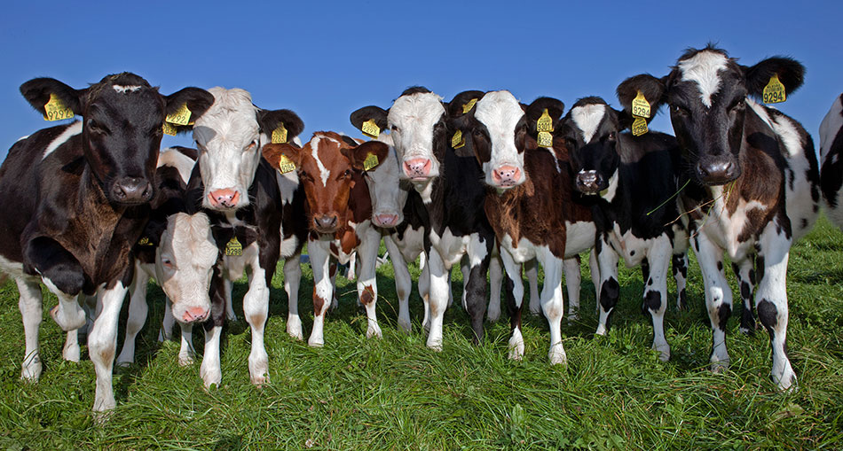 Herd and flock health planning