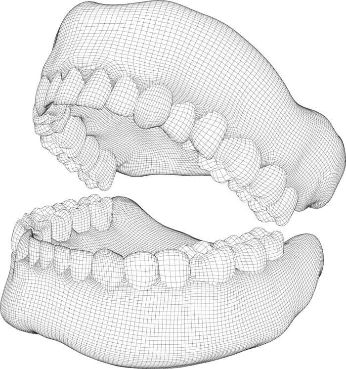 Jaw wireframe illustration