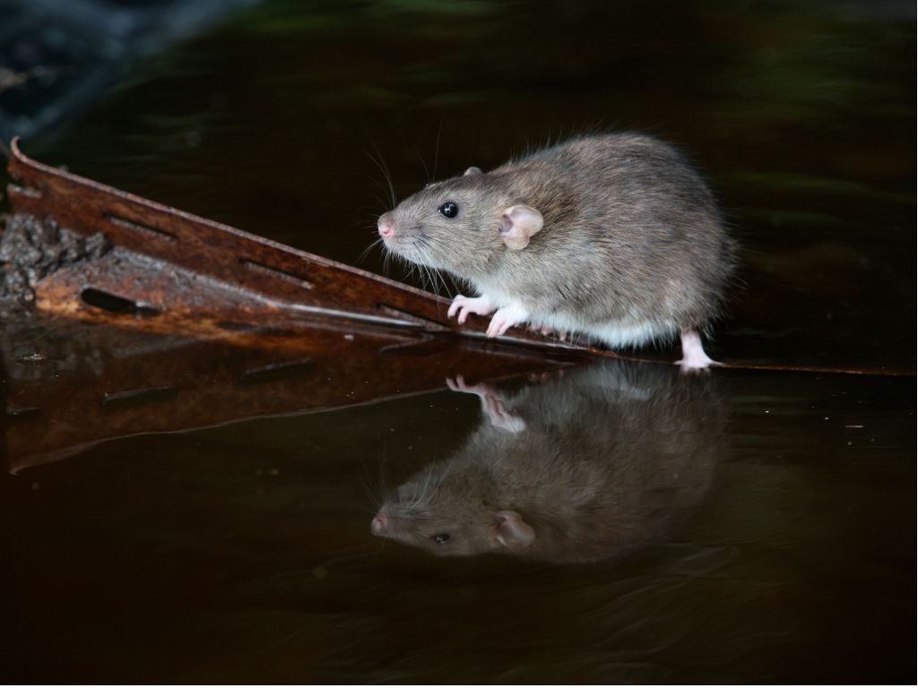 Rattus norvegicus – Surmolotto, pantegana o ratto delle fogne