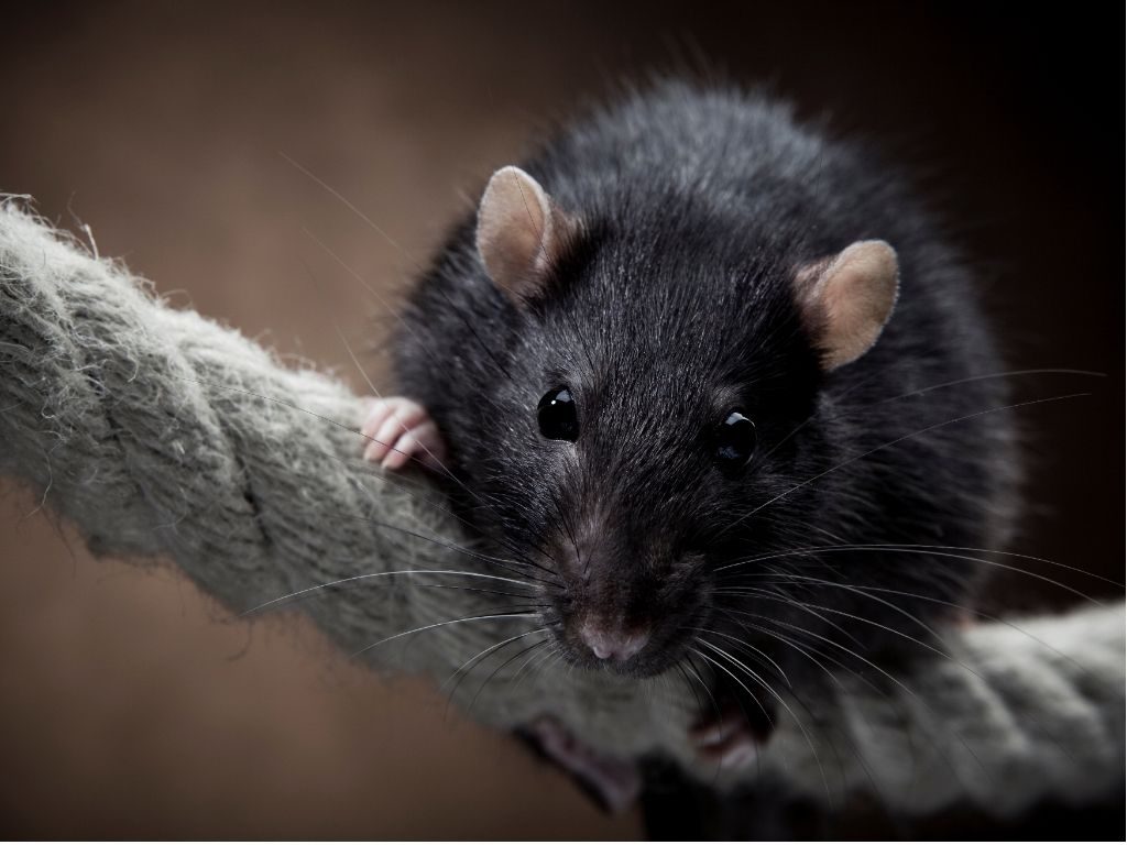 Rattus rattus – Ratto nero o ratto dei tetti