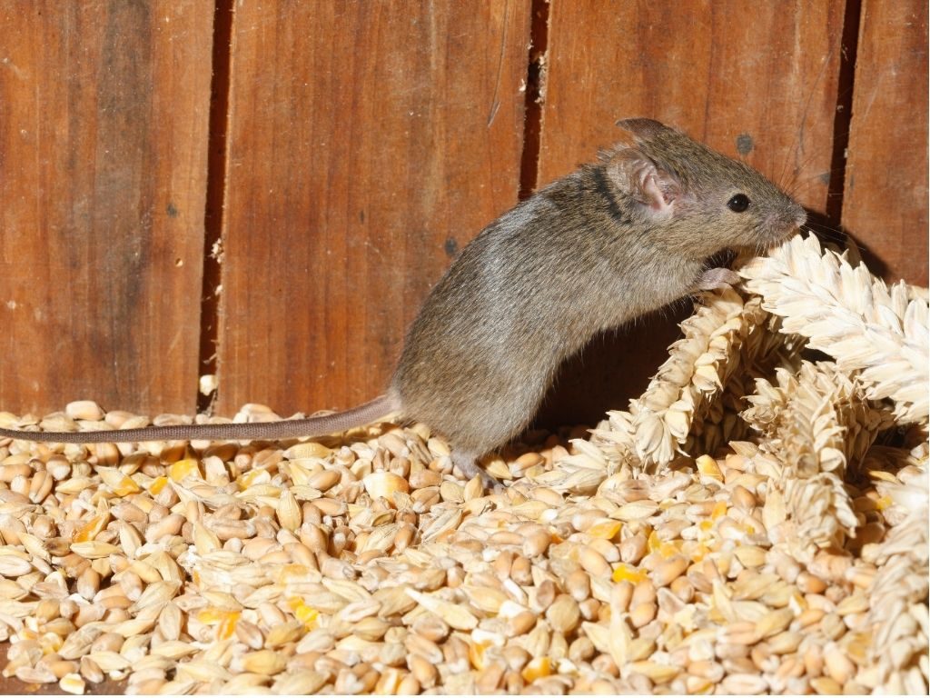Mus musculus – Topolino delle case