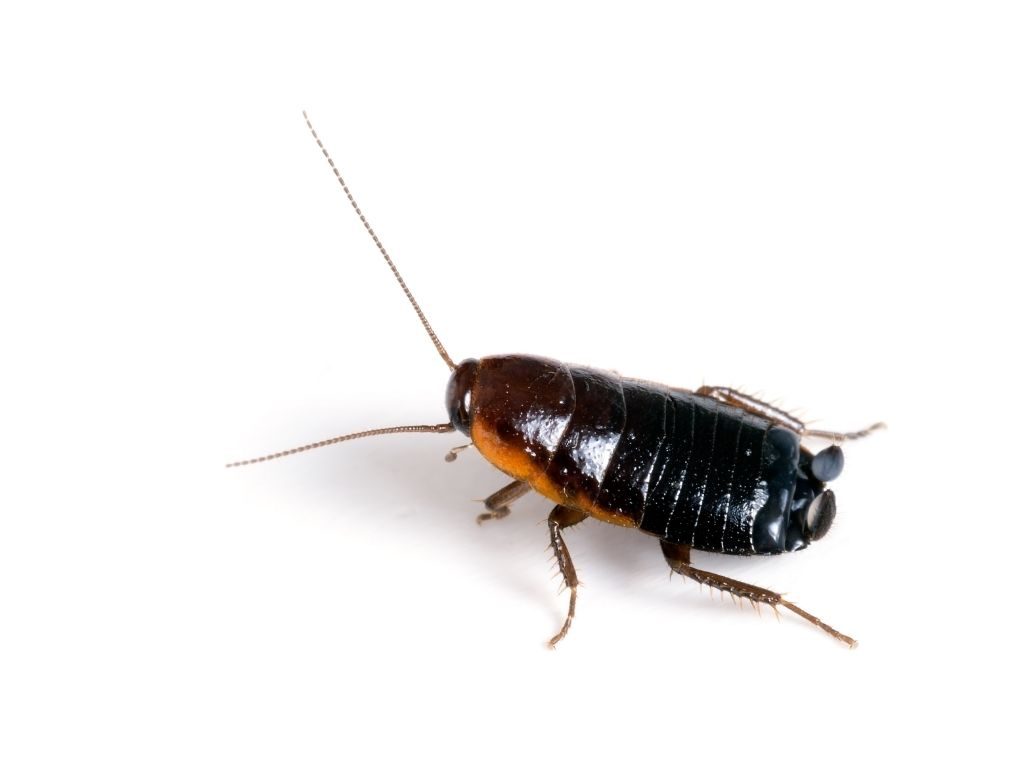 Blatta orientalis – scarafaggio nero