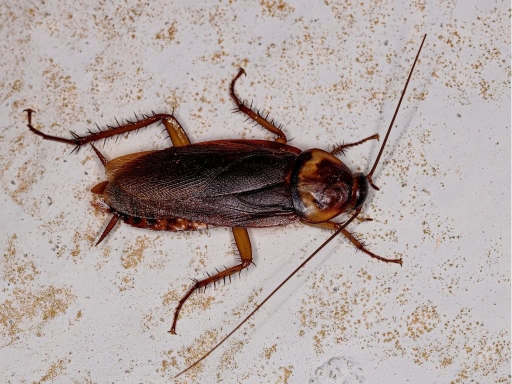 Periplaneta americana – blatta americana