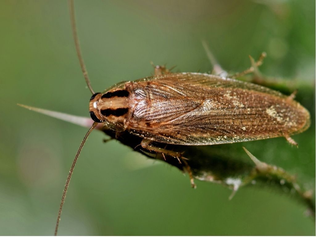 Blattella germanica – fuochista