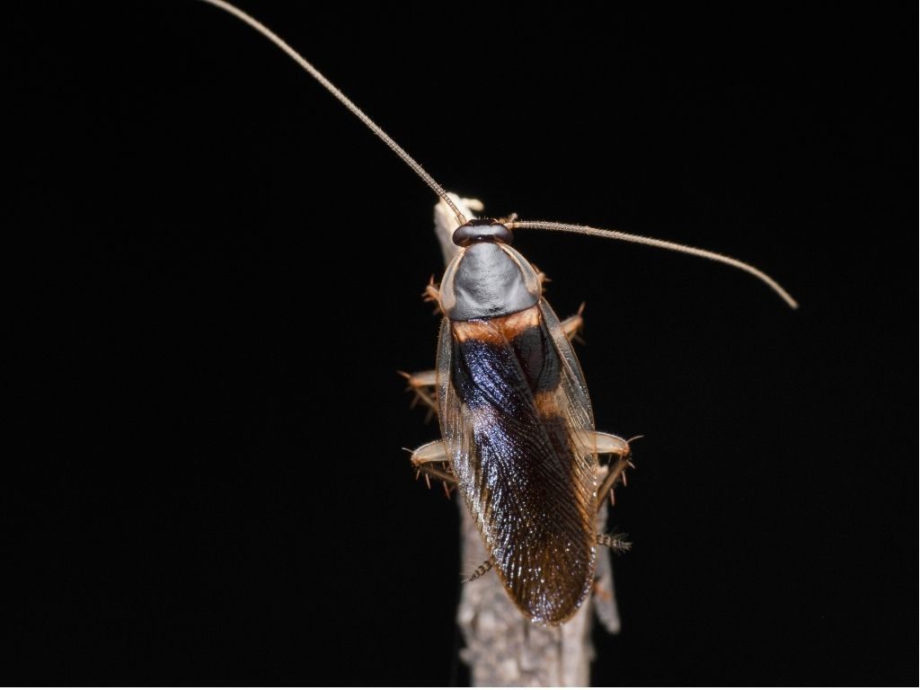 Supella longipalpa – blatta dei mobili