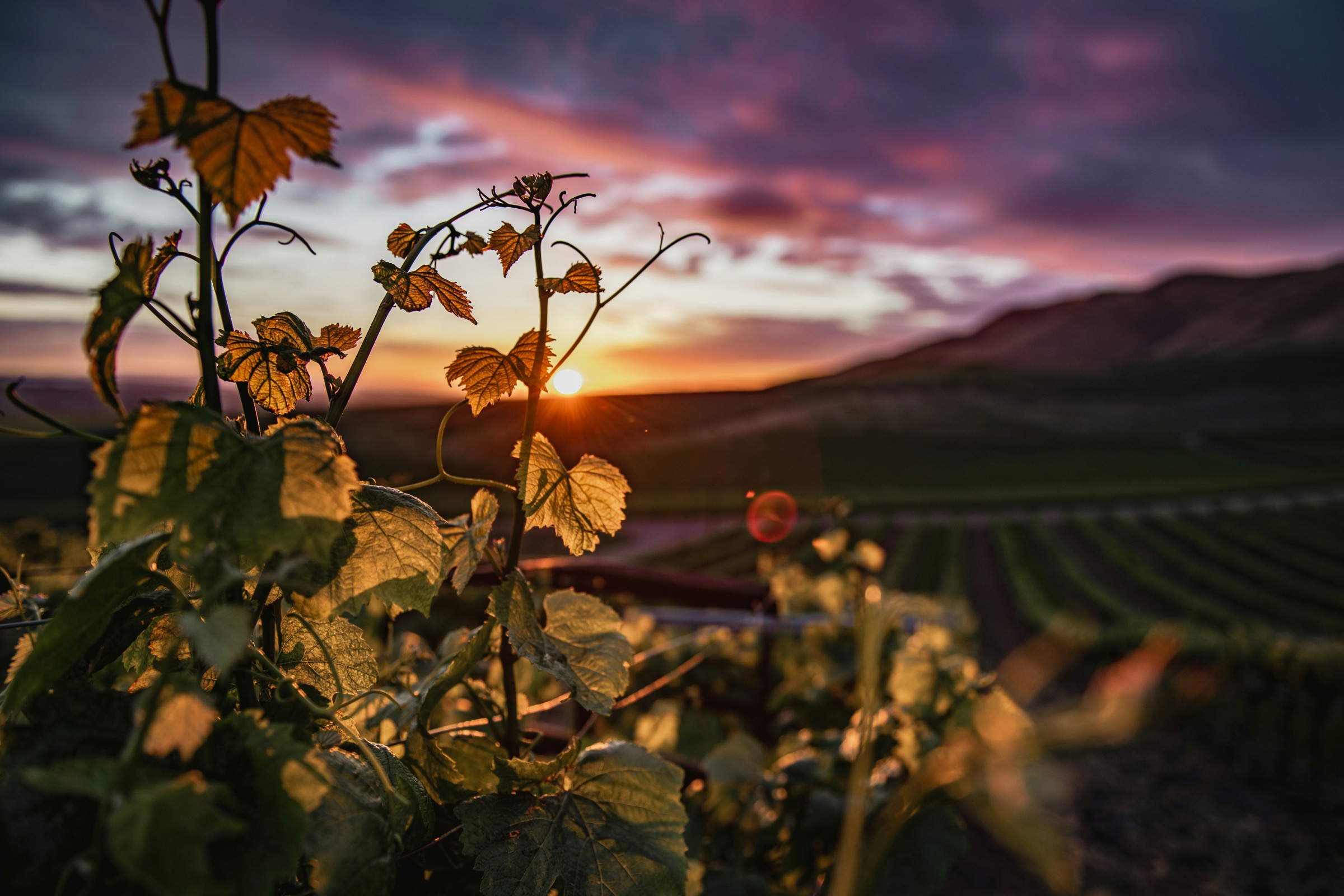 Vineyard at sunset