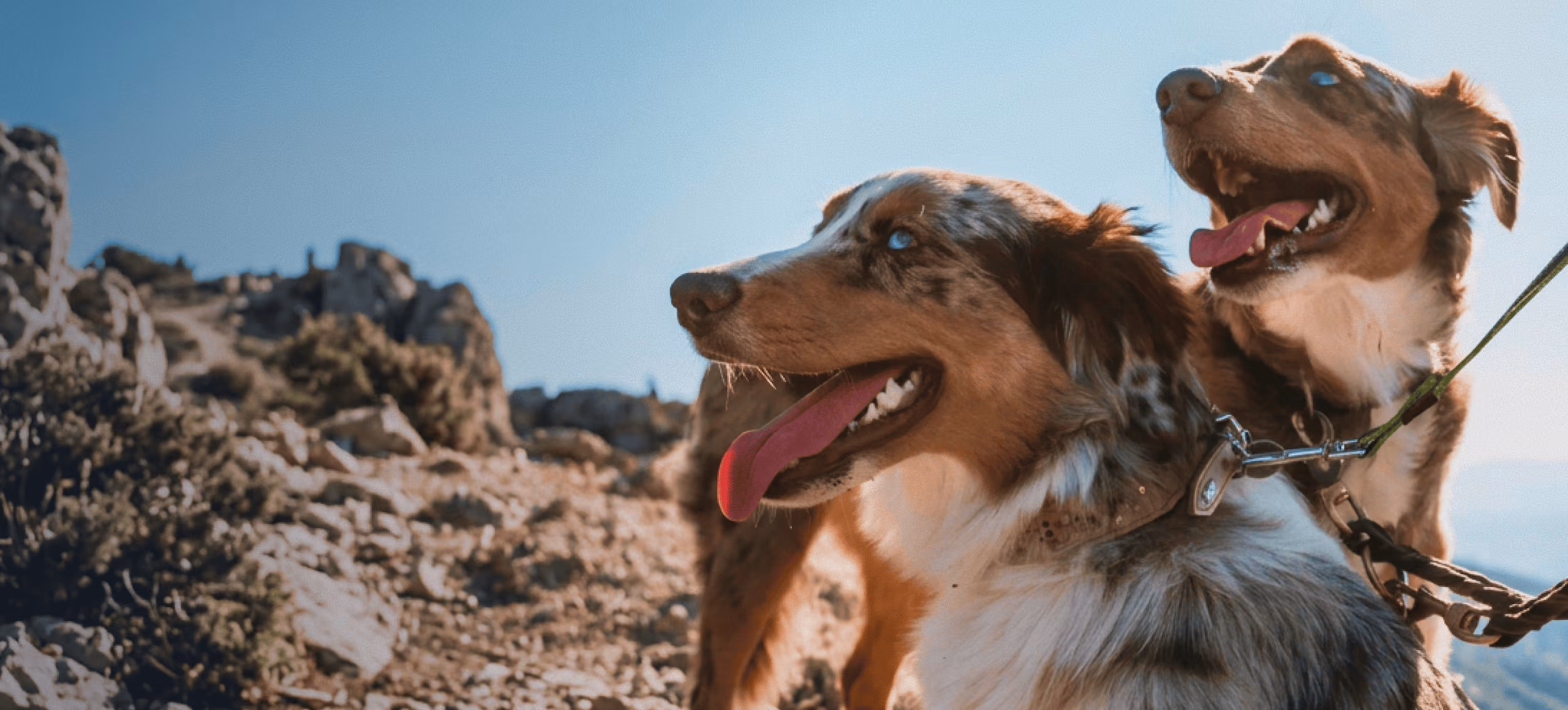 Two happy Australian Shepherd dogs with tongues out on leashes in a rocky outdoor landscape under a clear blue sky.