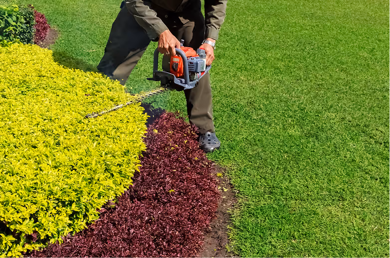 Person trimming a yellow-green bush with a red and black hedge trimmer in a landscaped garden with green grass and maroon plants.