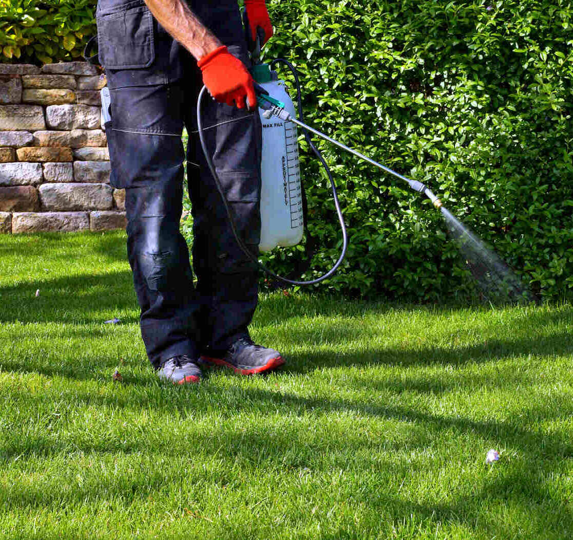 Person wearing black pants and red gloves spraying liquid from a handheld garden sprayer onto green grass near a hedge and a stone wall.