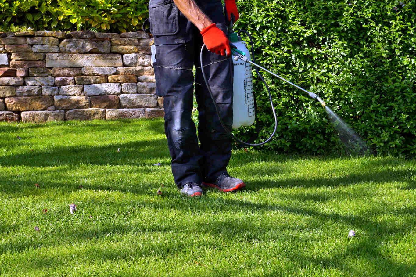 Person wearing black pants, grey shoes with red soles, and red gloves spraying a green hedge with a handheld garden sprayer in a sunny backyard with a stone wall and green grass.