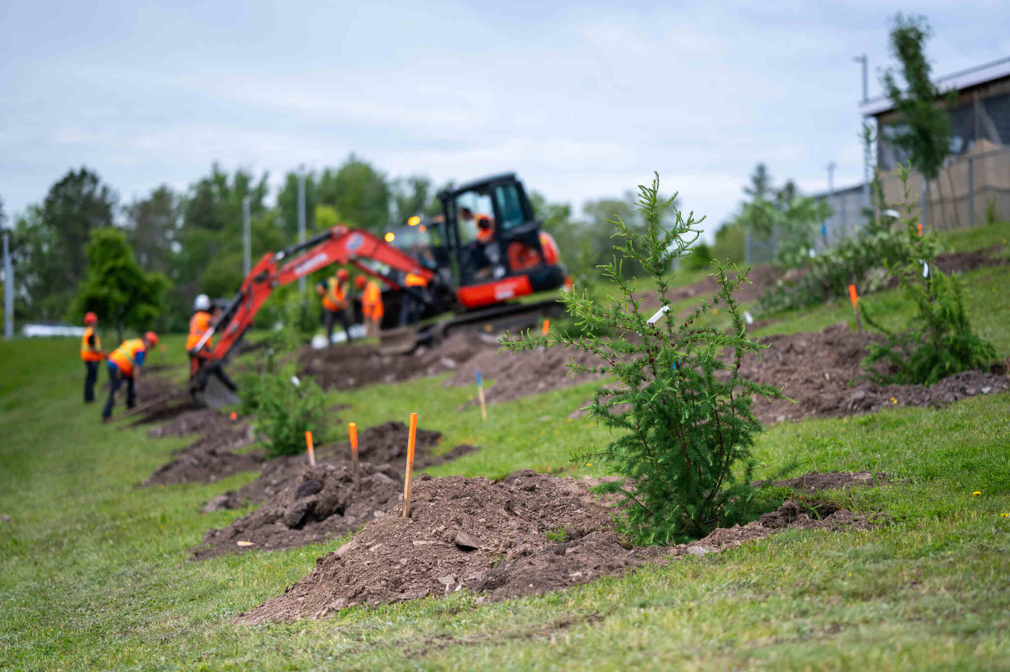 Workers in orange safety vests and helmets planting young trees on a grassy hillside using a small orange excavator and hand tools during a landscaping project.