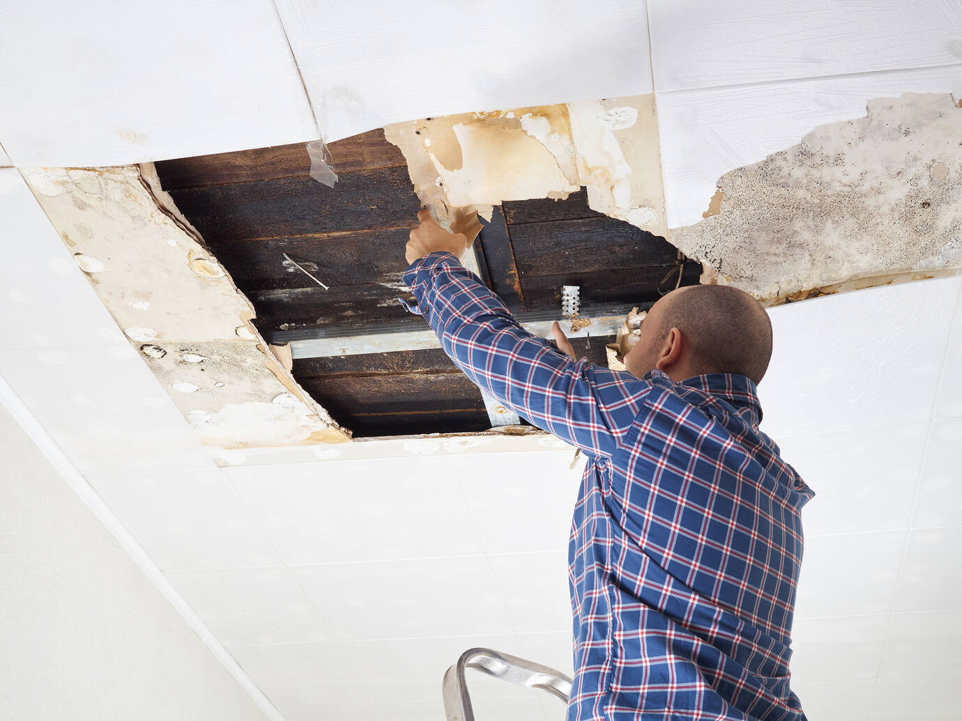 Man in a blue checkered shirt inspecting and peeling damaged ceiling tiles with visible water stains and mold while standing on a ladder.