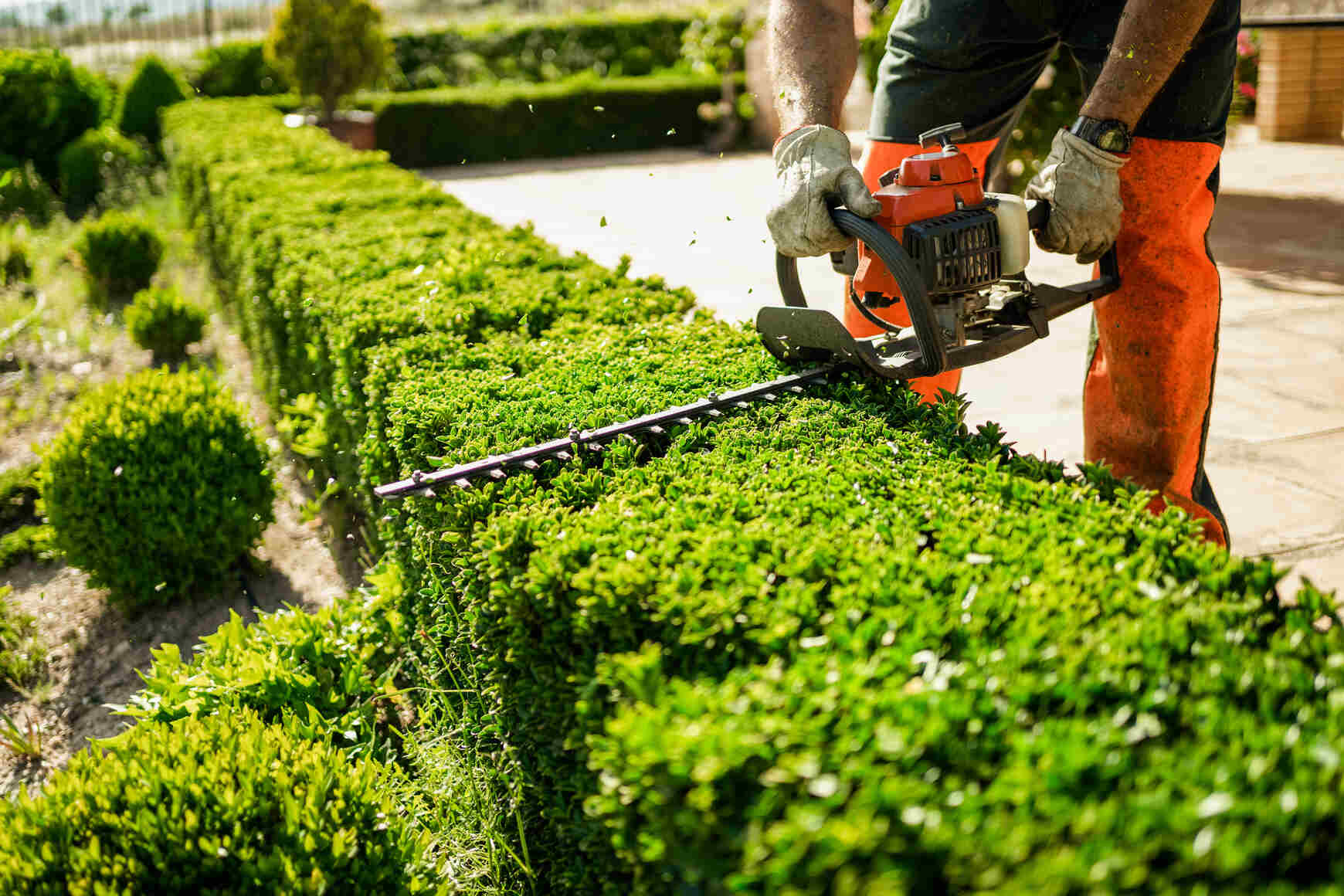 Person wearing orange protective pants trimming a neatly shaped green hedge with a gas-powered hedge trimmer in a garden.