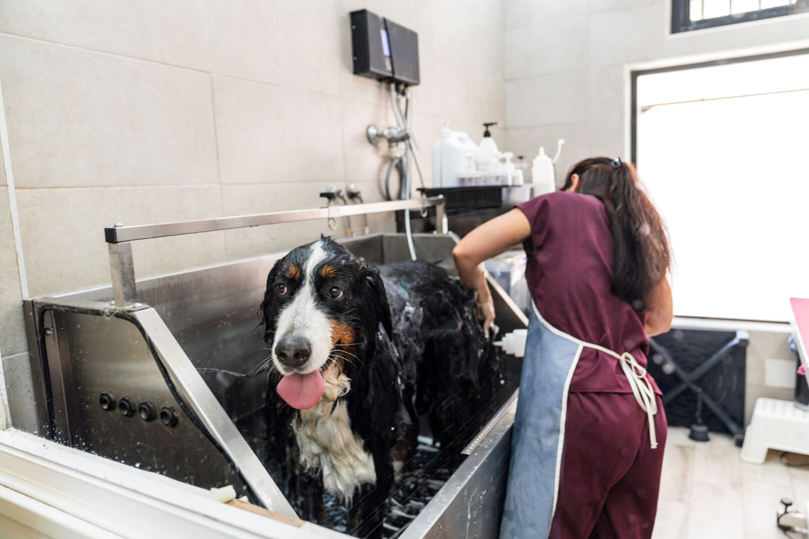 A wet Bernese Mountain Dog stands in a stainless steel washing tub with its tongue out while a groomer wearing a maroon uniform and blue apron washes the dog in a bright grooming room.