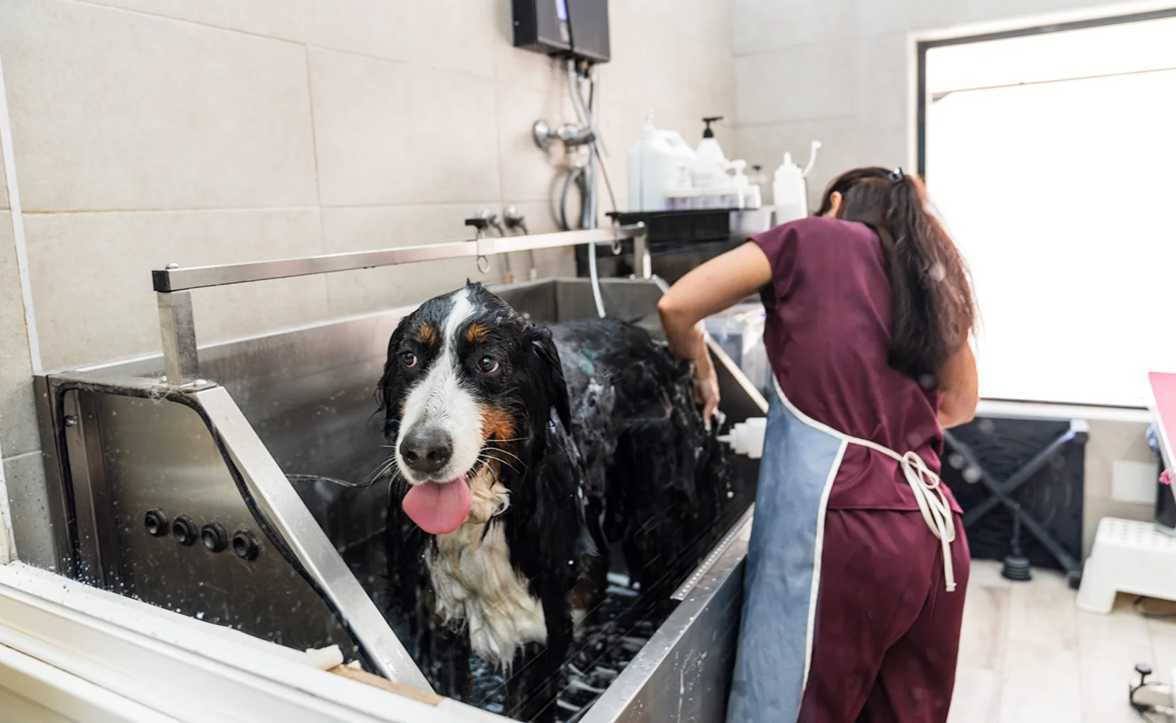 A large wet dog standing in a stainless steel pet washing station being bathed by a person in scrubs and an apron inside a bright room.