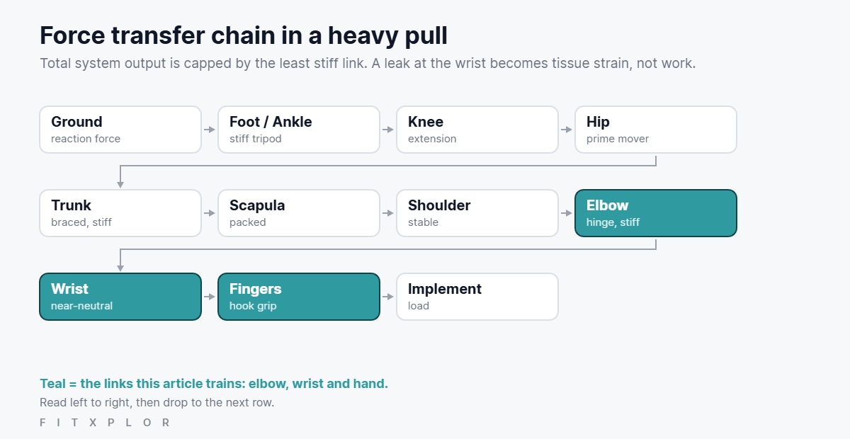 Diagram of the force transfer chain in a heavy pull: ground, foot and ankle, knee, hip, trunk, scapula, shoulder, elbow, wrist, fingers and implement, with the elbow, wrist and fingers highlighted as the links trained in this article.