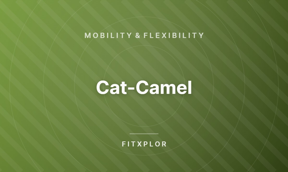 Cat-Camel