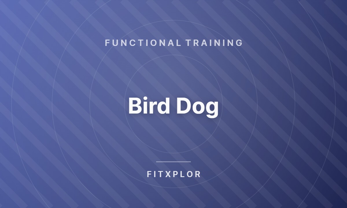 Bird Dog