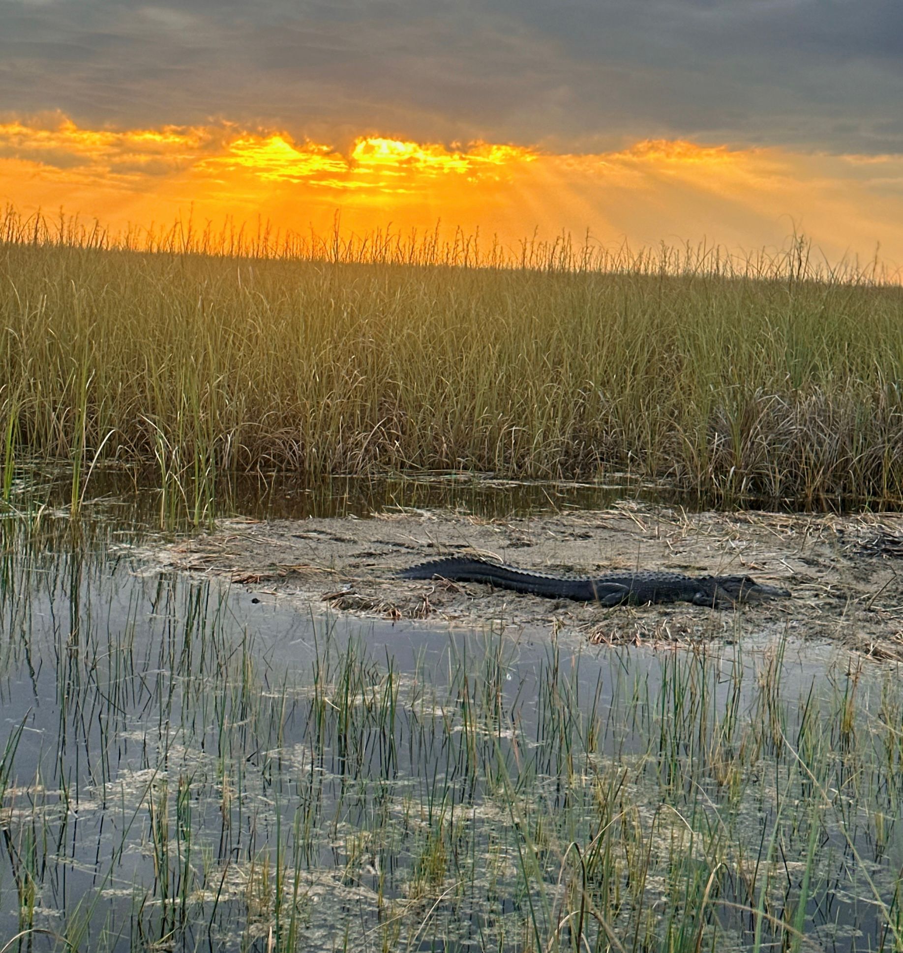 Family-Friendly Everglades Tours Near Fort Lauderdale
