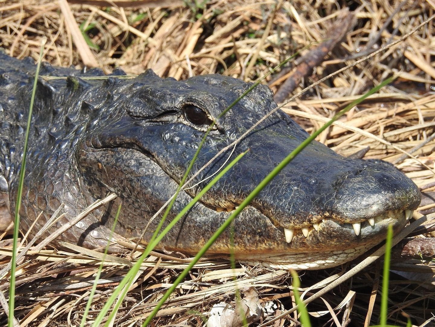 Everglades Gator Airboat Tours