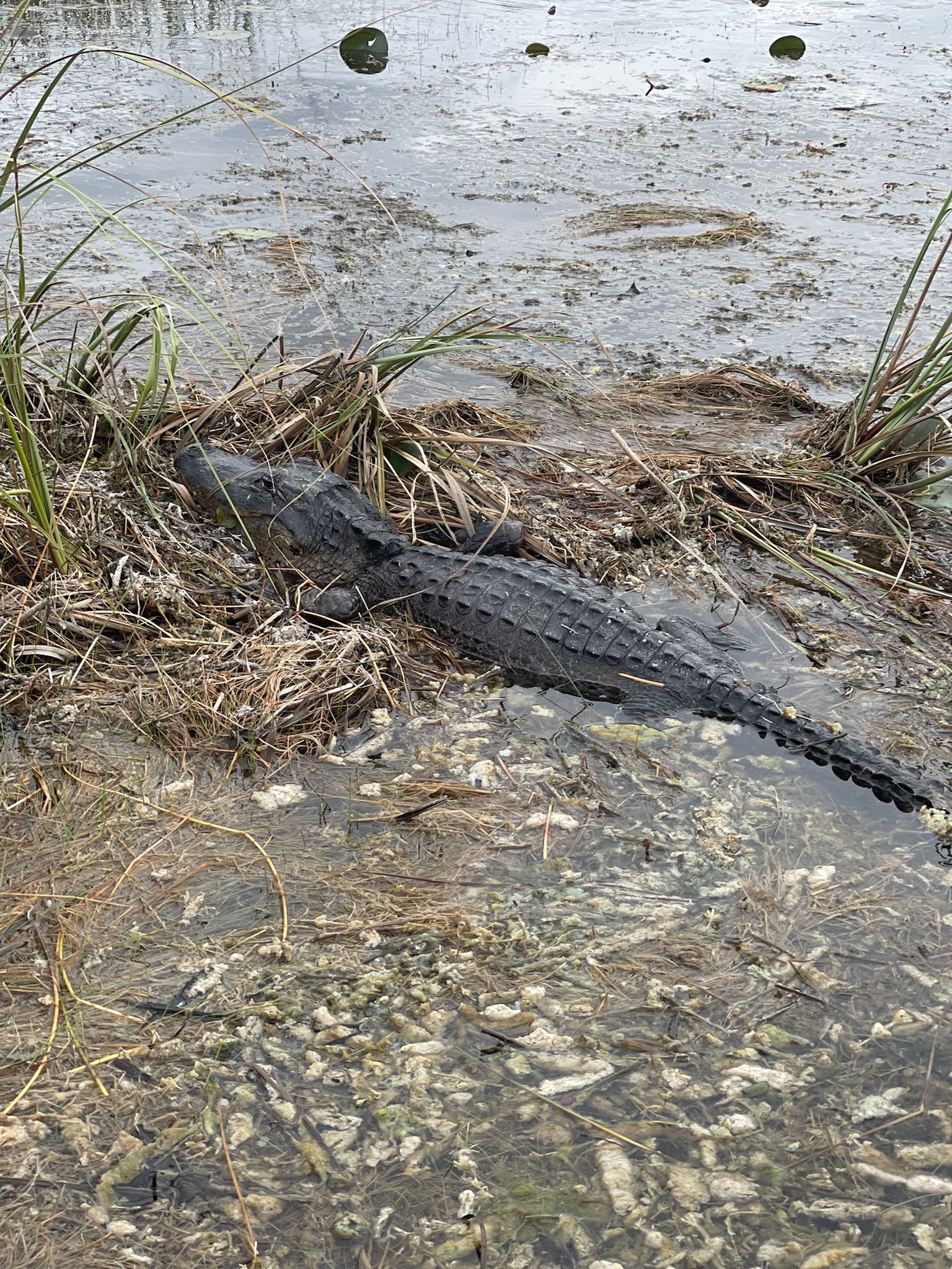 Alligator on an Everglades airboat tour