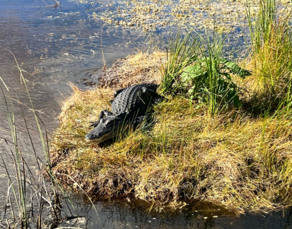 Alligator Airboat Tour