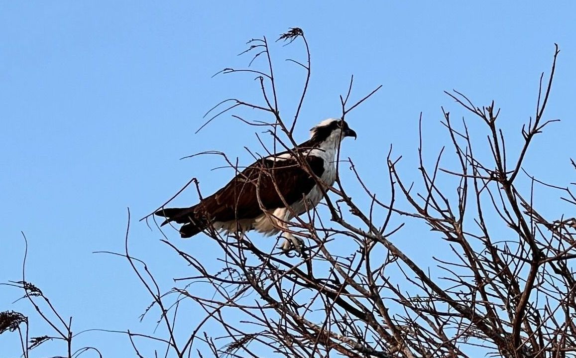 Bird Watching in the Everglades