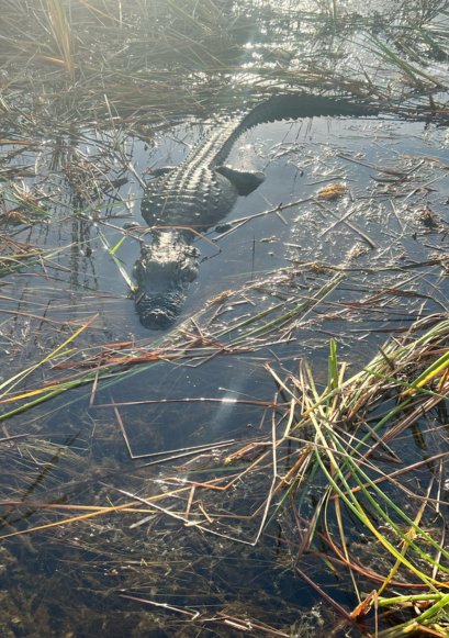 Family Everglades tour