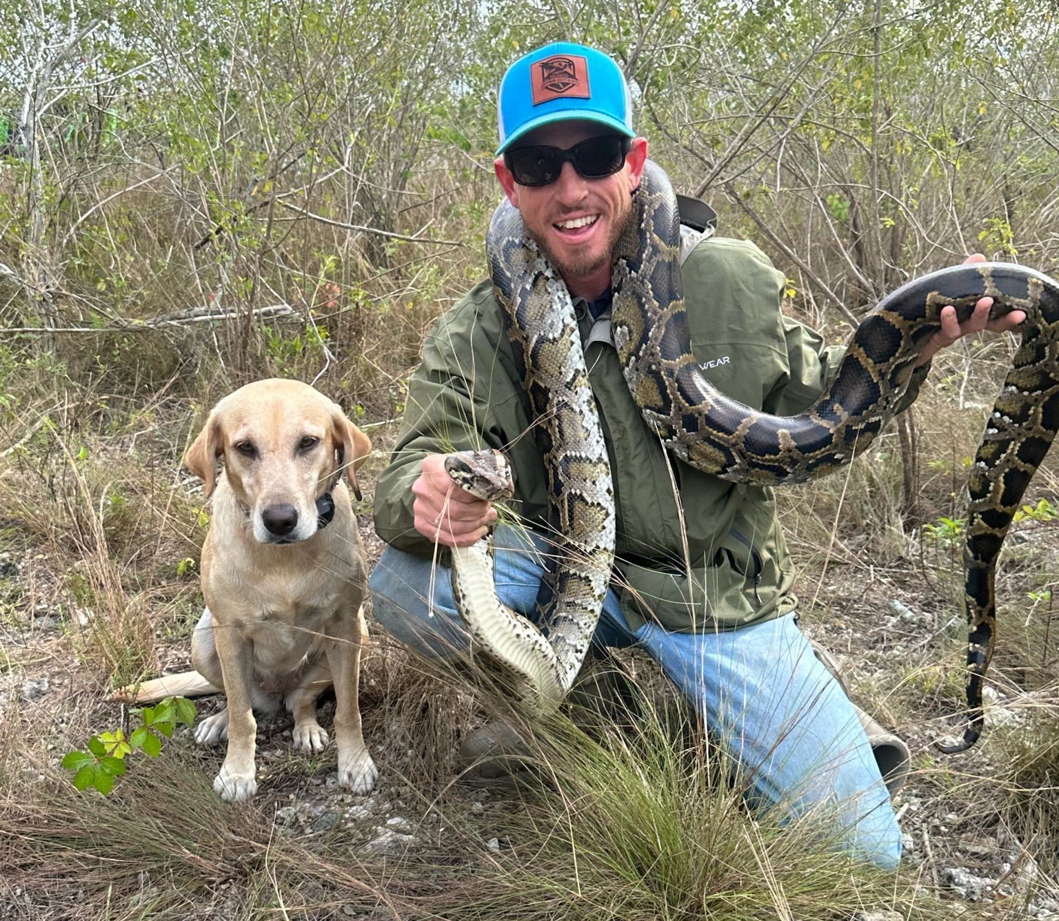 Python hunting dog with a python