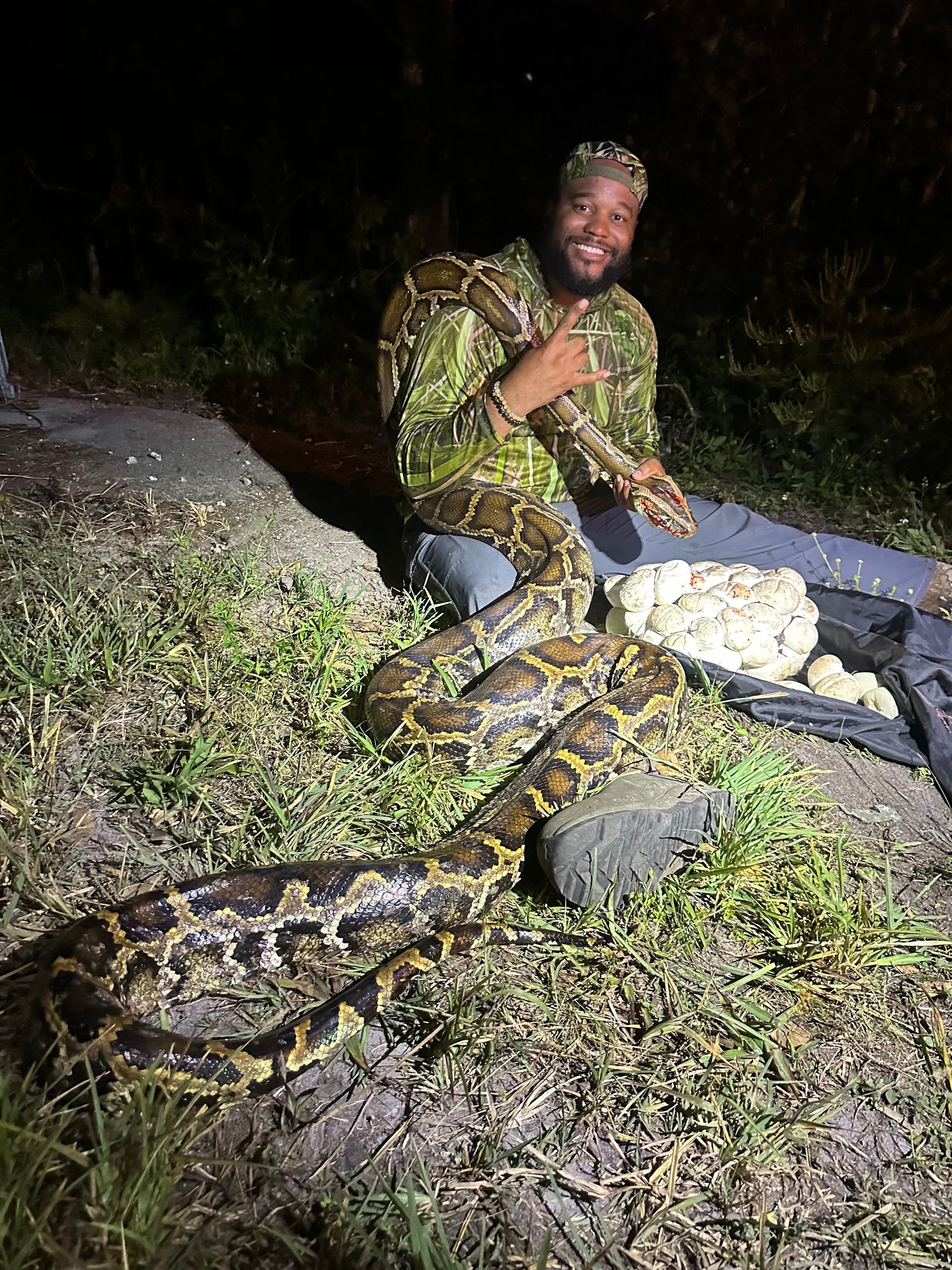 Female python with eggs caught in the Everglades
