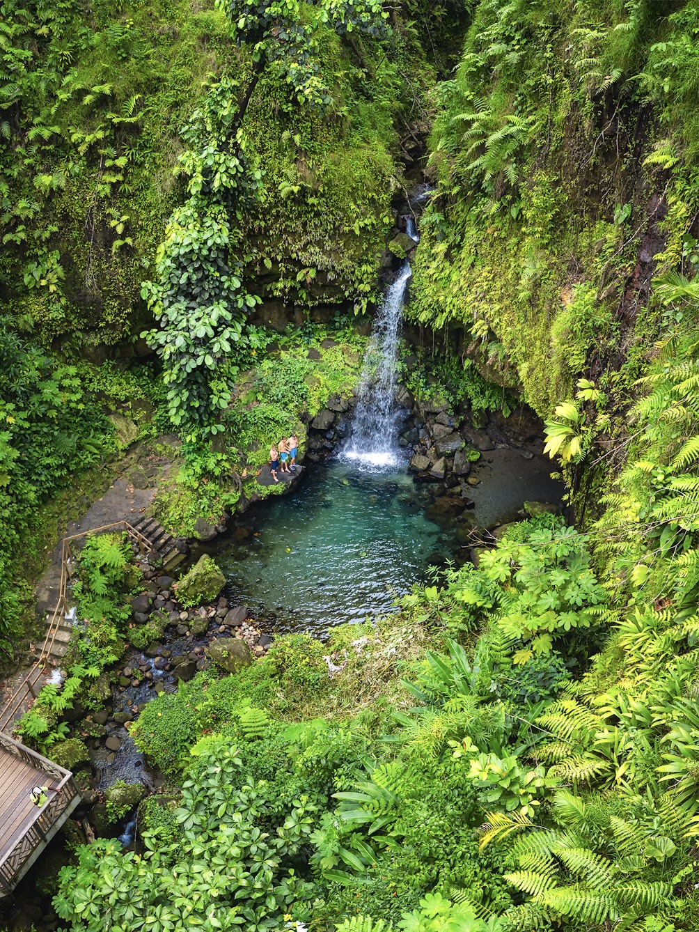 Rainforest & Waterfall Tour