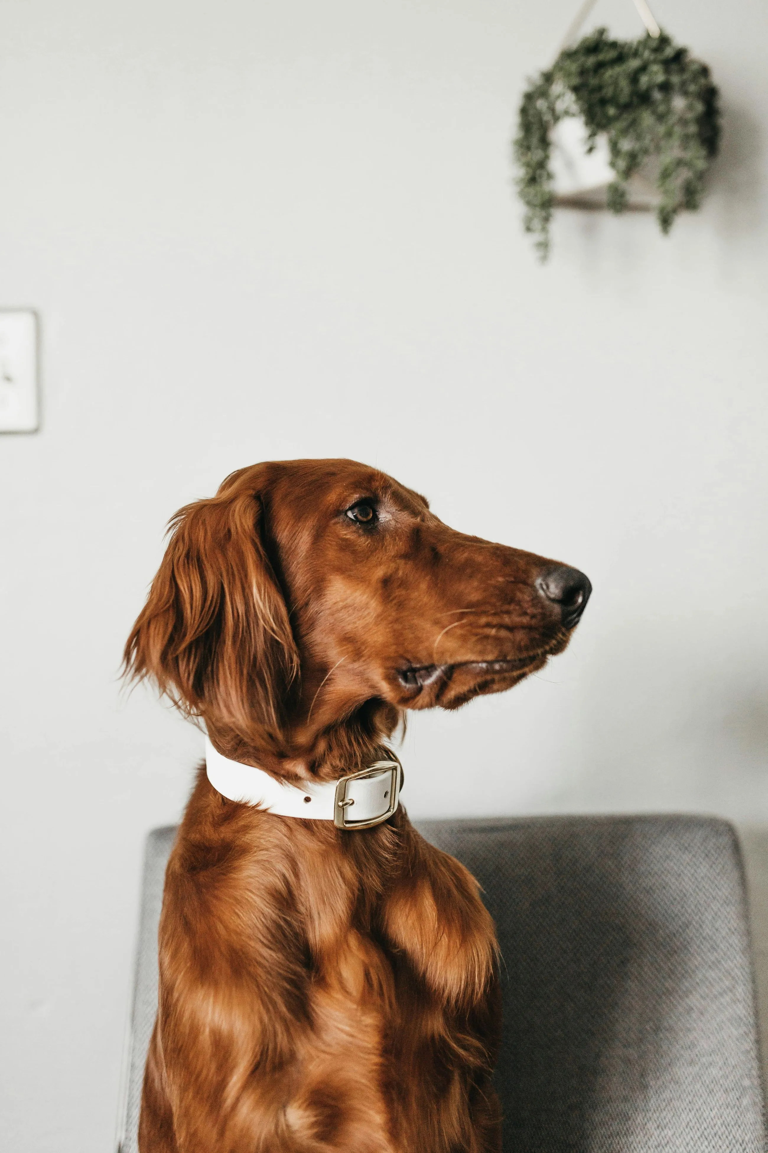 Stanley, Acentx office dog