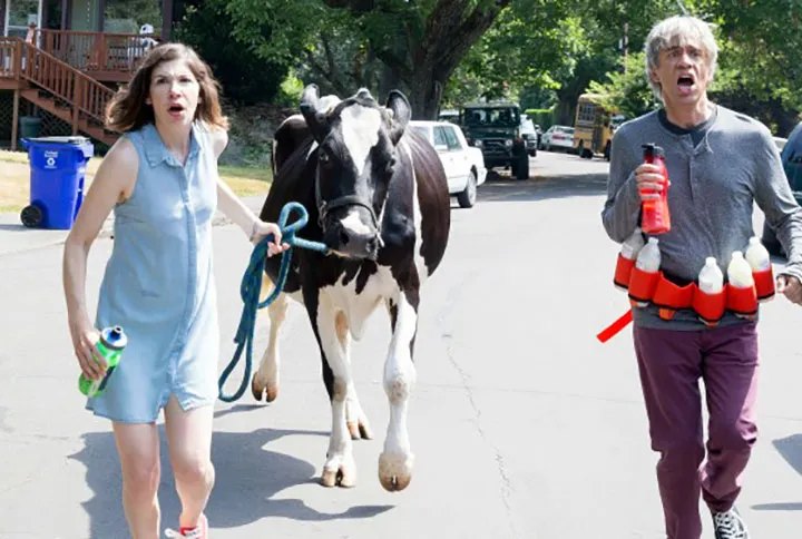 Chewy the cow on screen in an episode of Portlandia