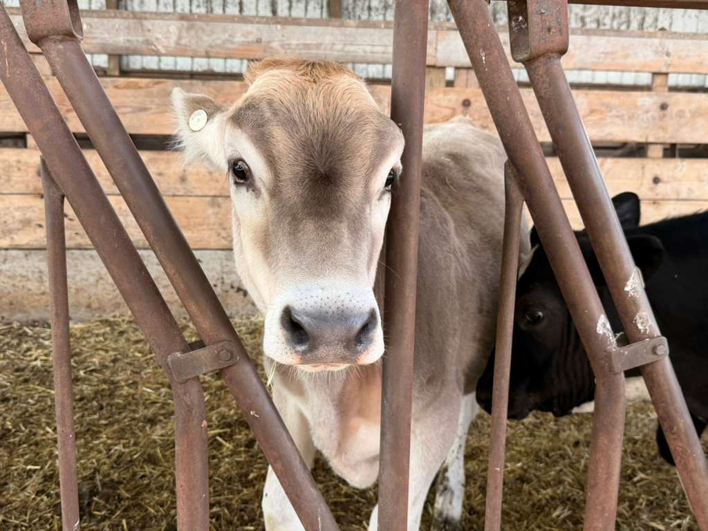 A calf looking straight into the camera at Schoch Dairy