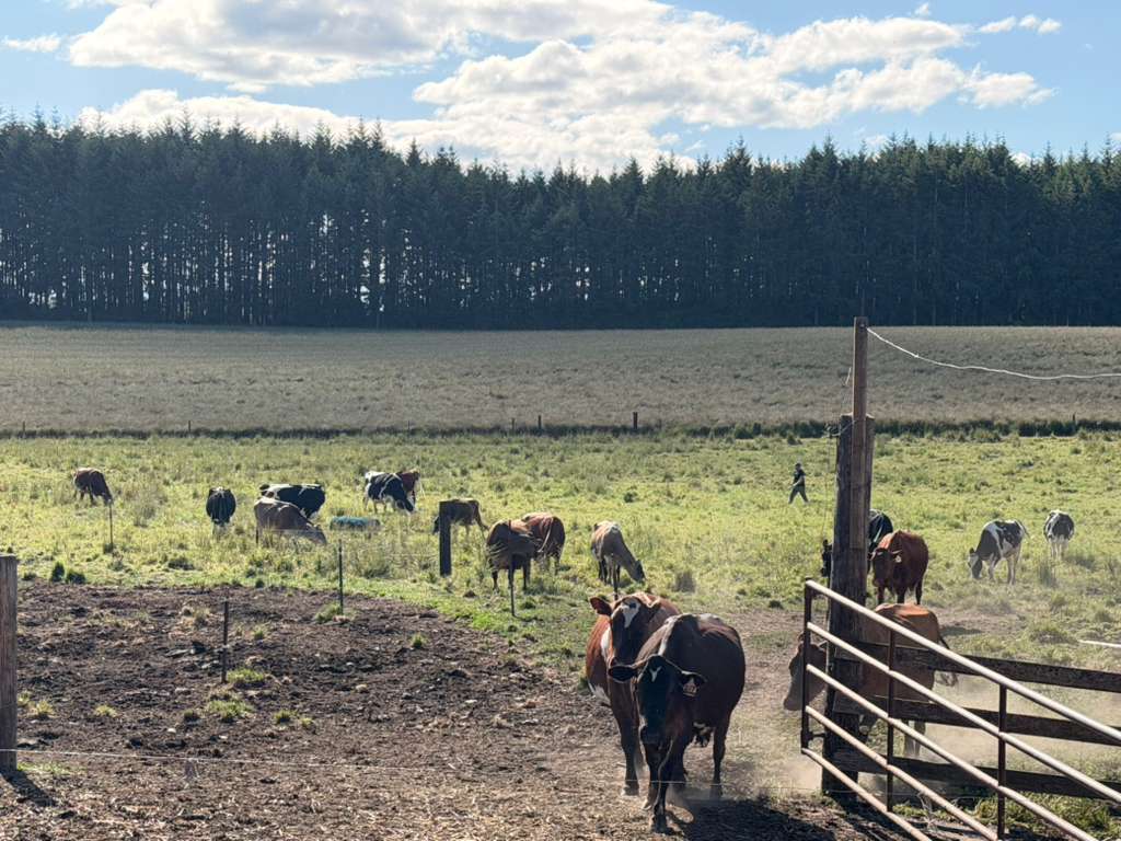 Cows gathered at the gate at Schoch Dairy