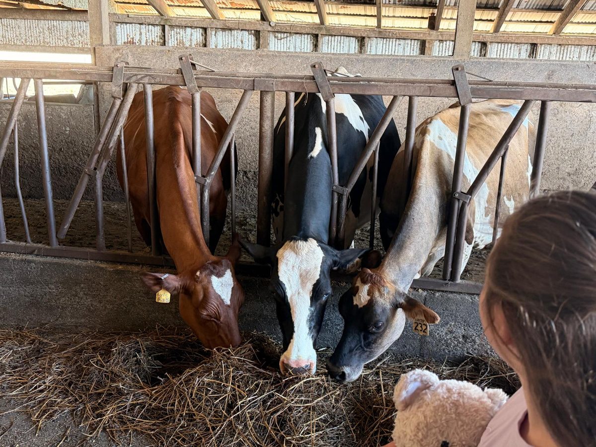 Three cows of different breeds at the manger, with a child helping