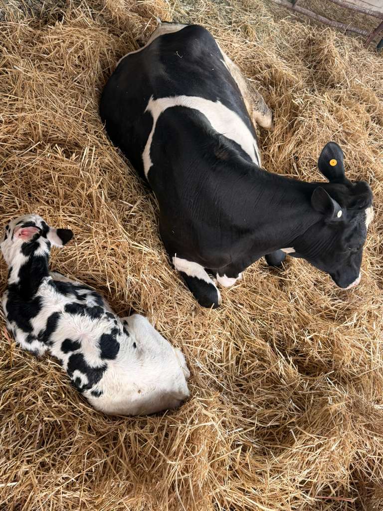 A mother cow resting in the straw beside her newborn calf at Schoch Dairy